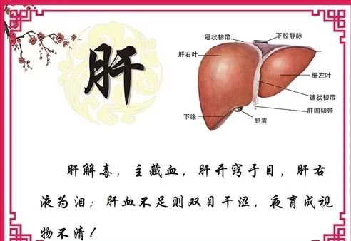 肝脏是什么呢？如何保护肝脏呢？用一篇内容解开你的疑惑，告诉你到底如何做。(图2)