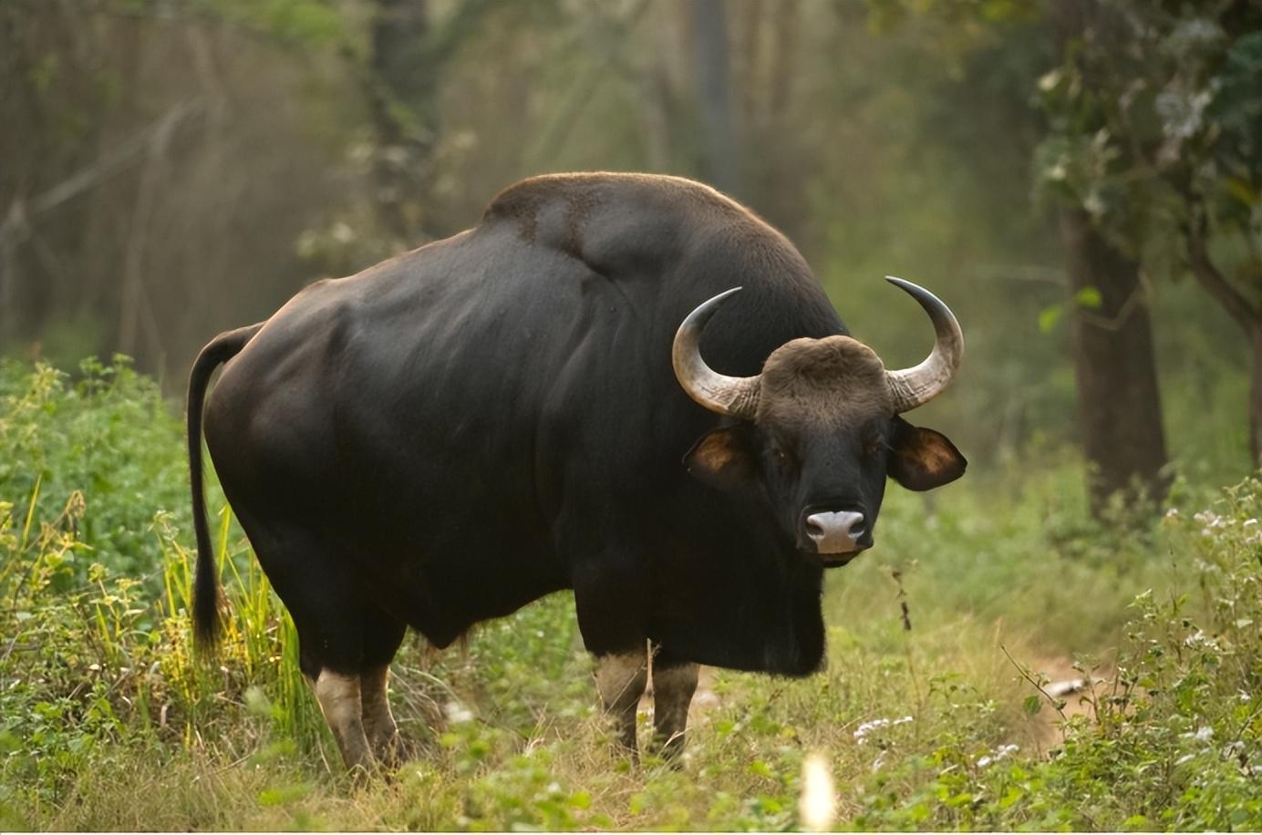 云南惊现罕见物种！世界最大的体型的牛，到底有多壮？(图6)