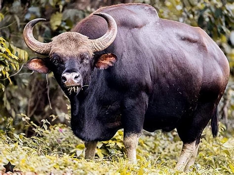 云南惊现罕见物种！世界最大的体型的牛，到底有多壮？(图7)