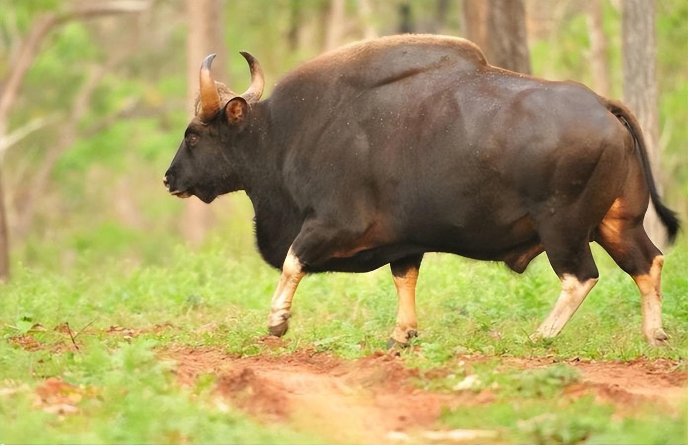 云南惊现罕见物种！世界最大的体型的牛，到底有多壮？(图5)