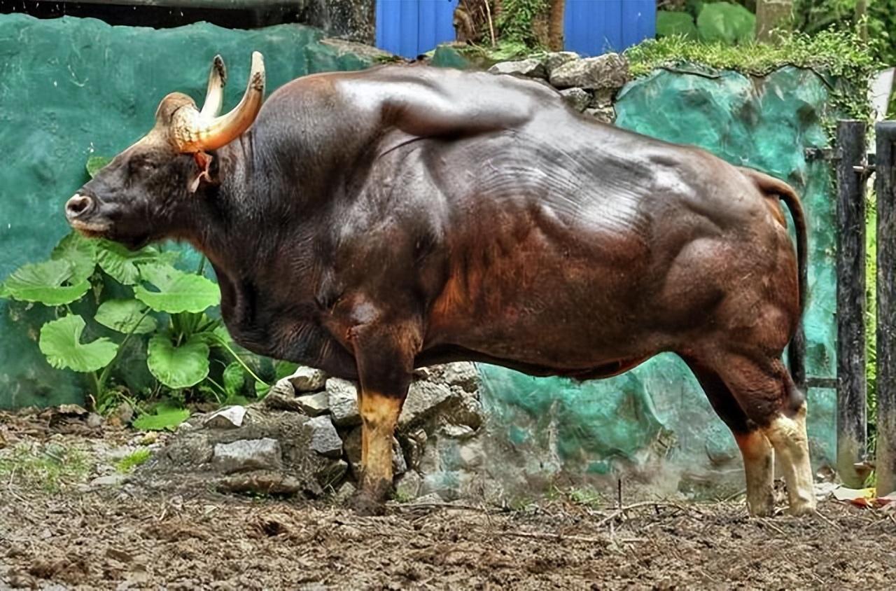 云南惊现罕见物种！世界最大的体型的牛，到底有多壮？(图3)