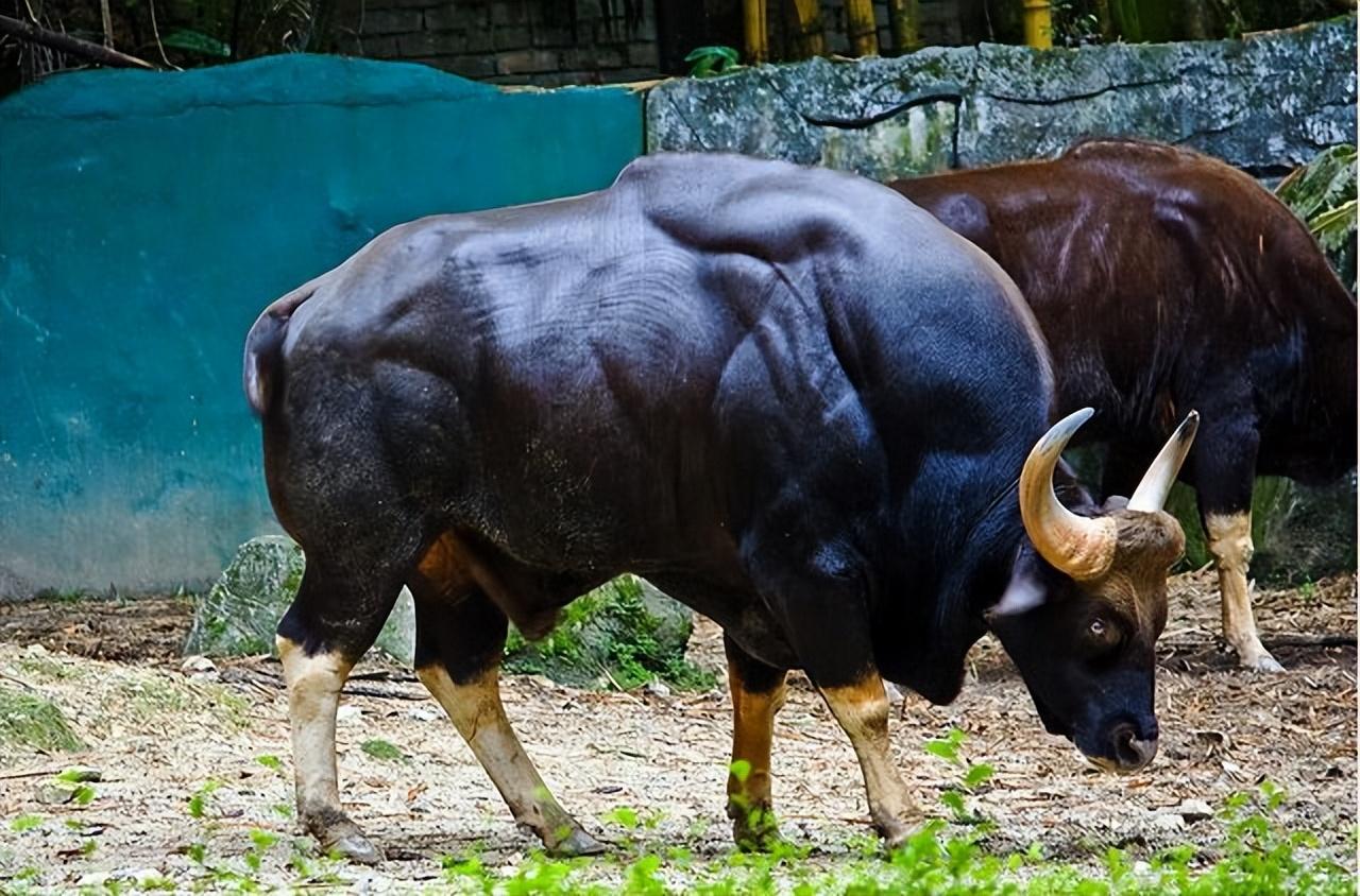 云南惊现罕见物种！世界最大的体型的牛，到底有多壮？(图9)