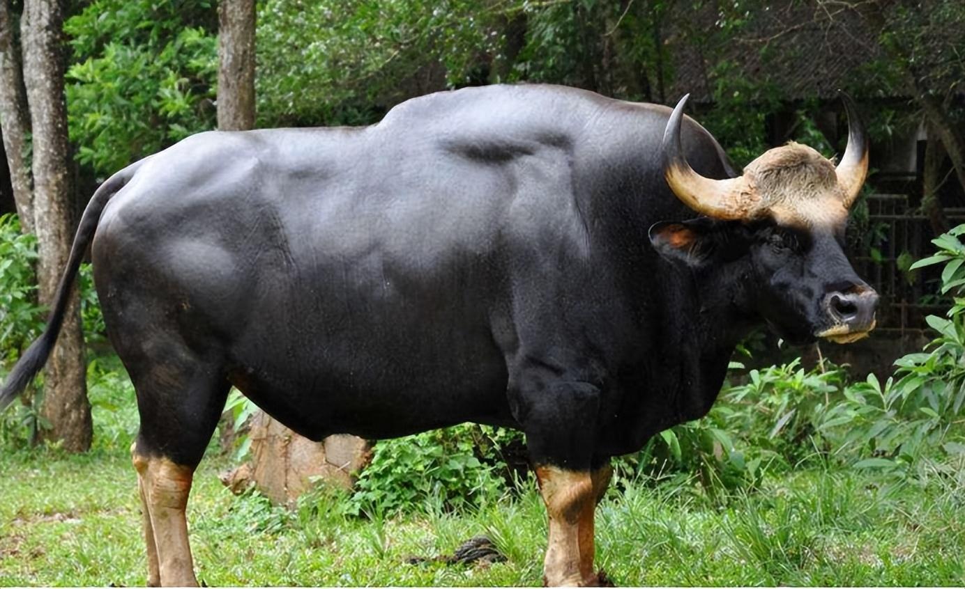 云南惊现罕见物种！世界最大的体型的牛，到底有多壮？(图4)