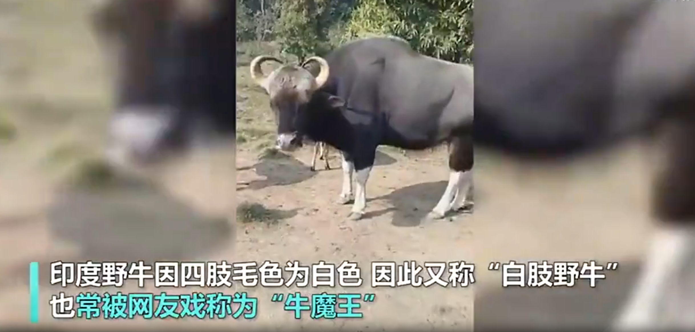 云南惊现罕见物种！世界最大的体型的牛，到底有多壮？(图2)
